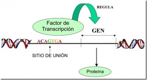 gen gata2