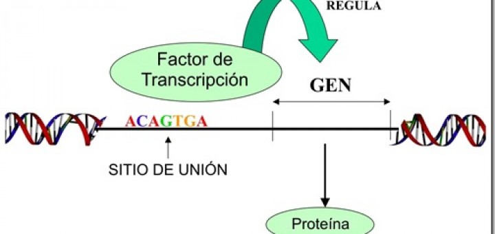 gen gata2